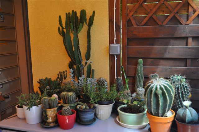 Cactophile : la passion des cactus et plantes succulentes